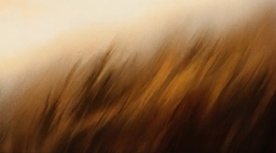 Field 1 texture