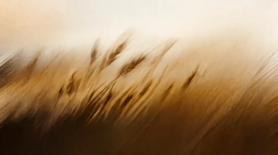 Field 2 texture