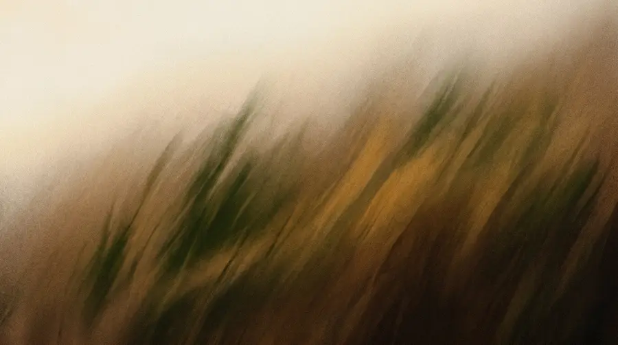Field 4 texture